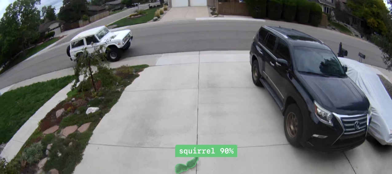 A daytime frame from the driveway camera with a squirrel near the bottom edge, outlined by the model and labeled squirrel 90%.